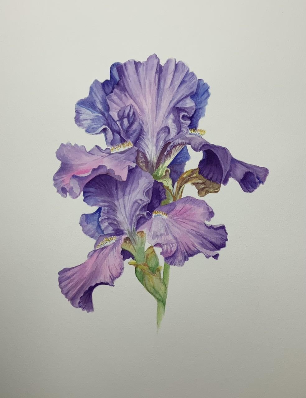 Iris - image 1 - student project