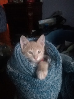 Baby Boy Barry - image 1 - student project