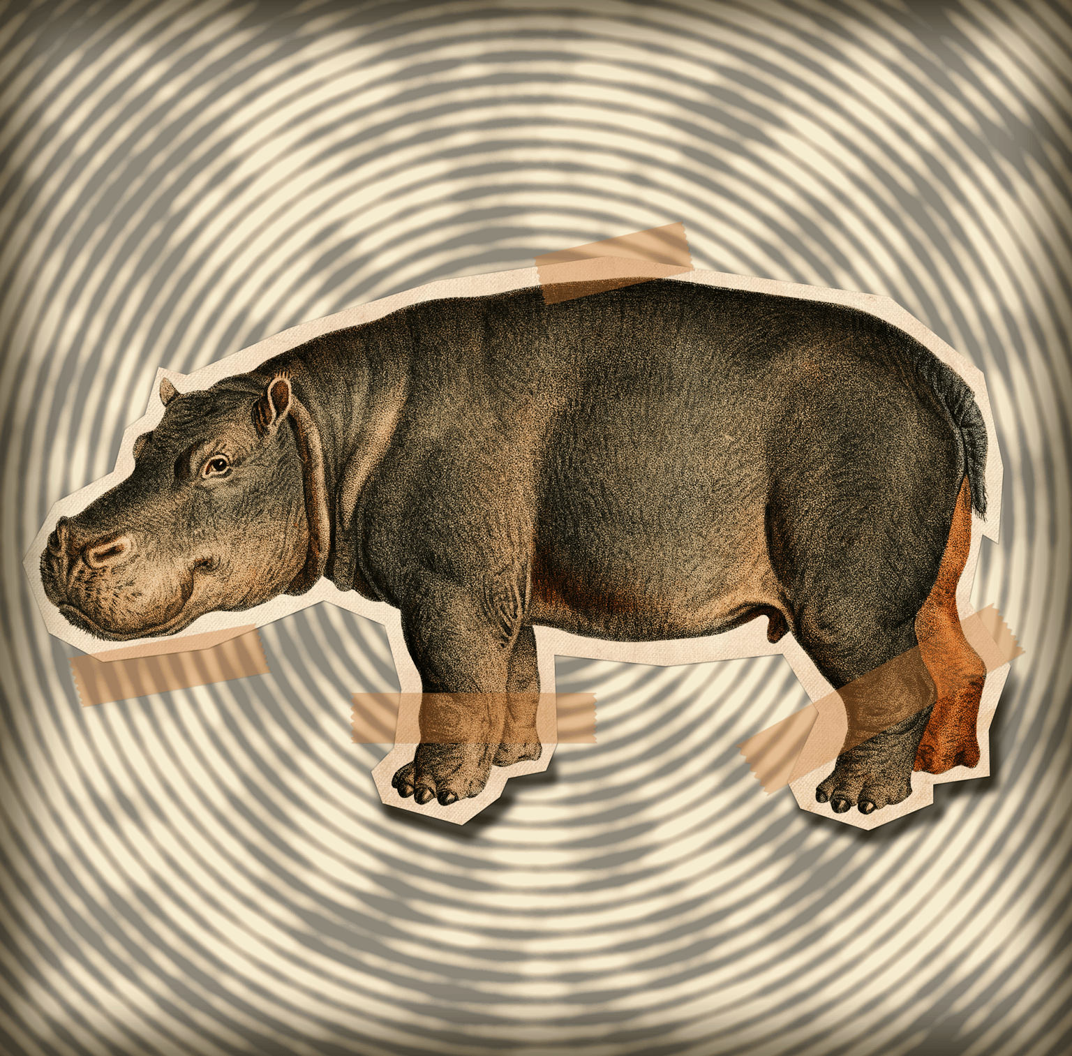 Taped Hippo - image 1 - student project