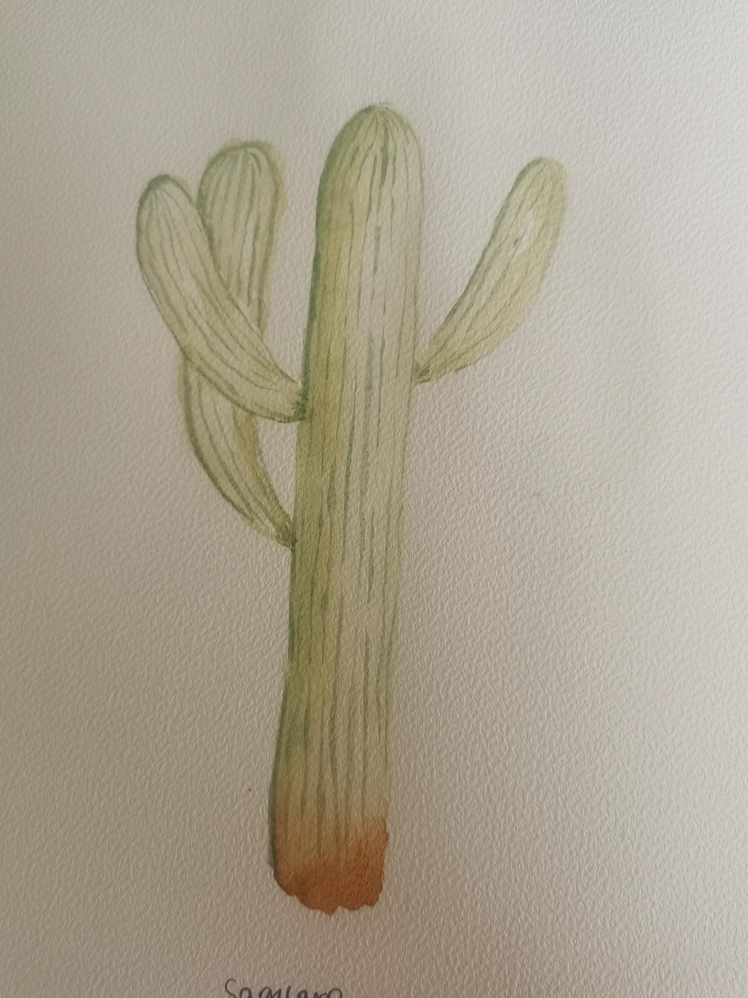 succulents - image 1 - student project