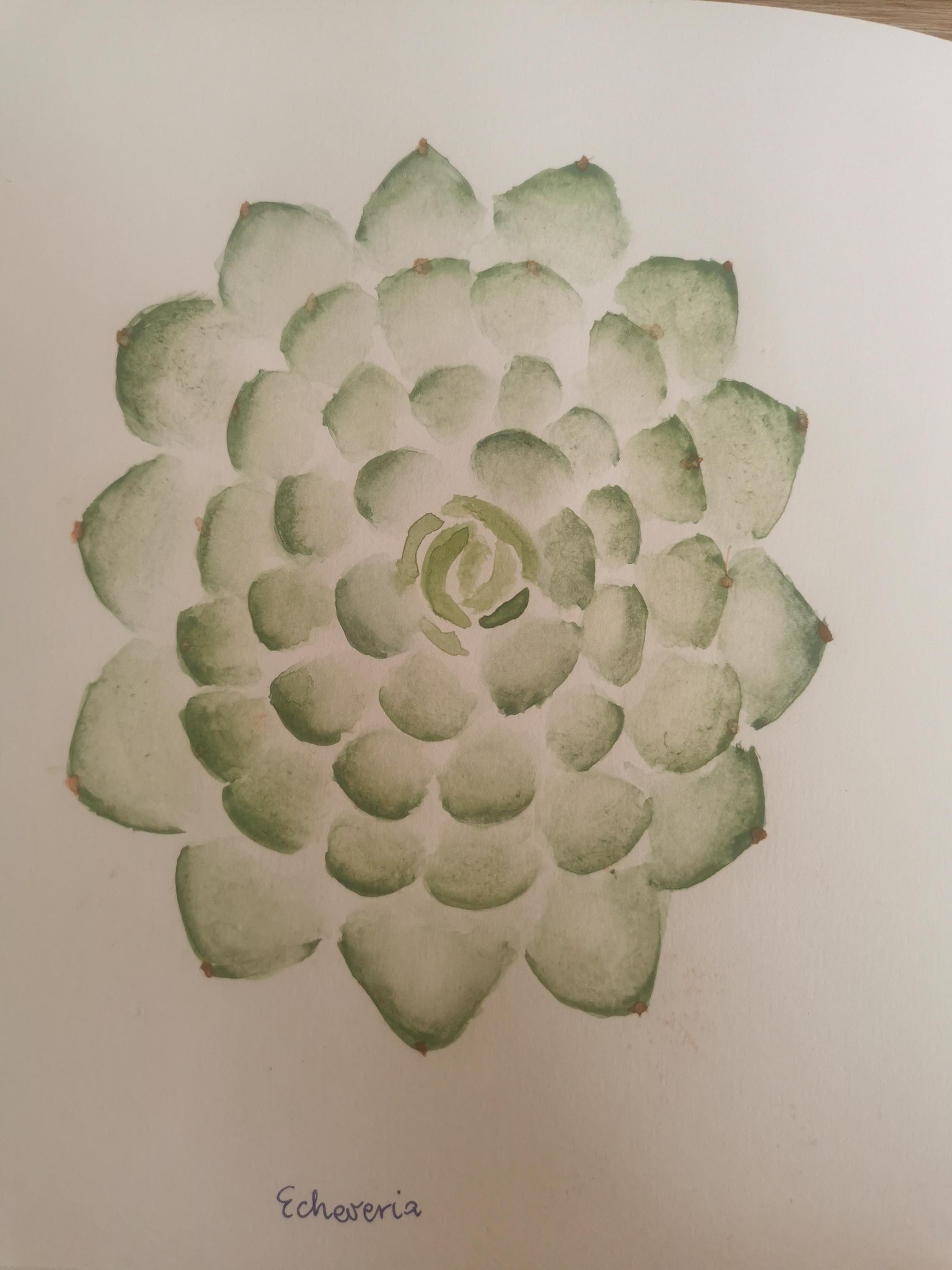 succulents - image 2 - student project