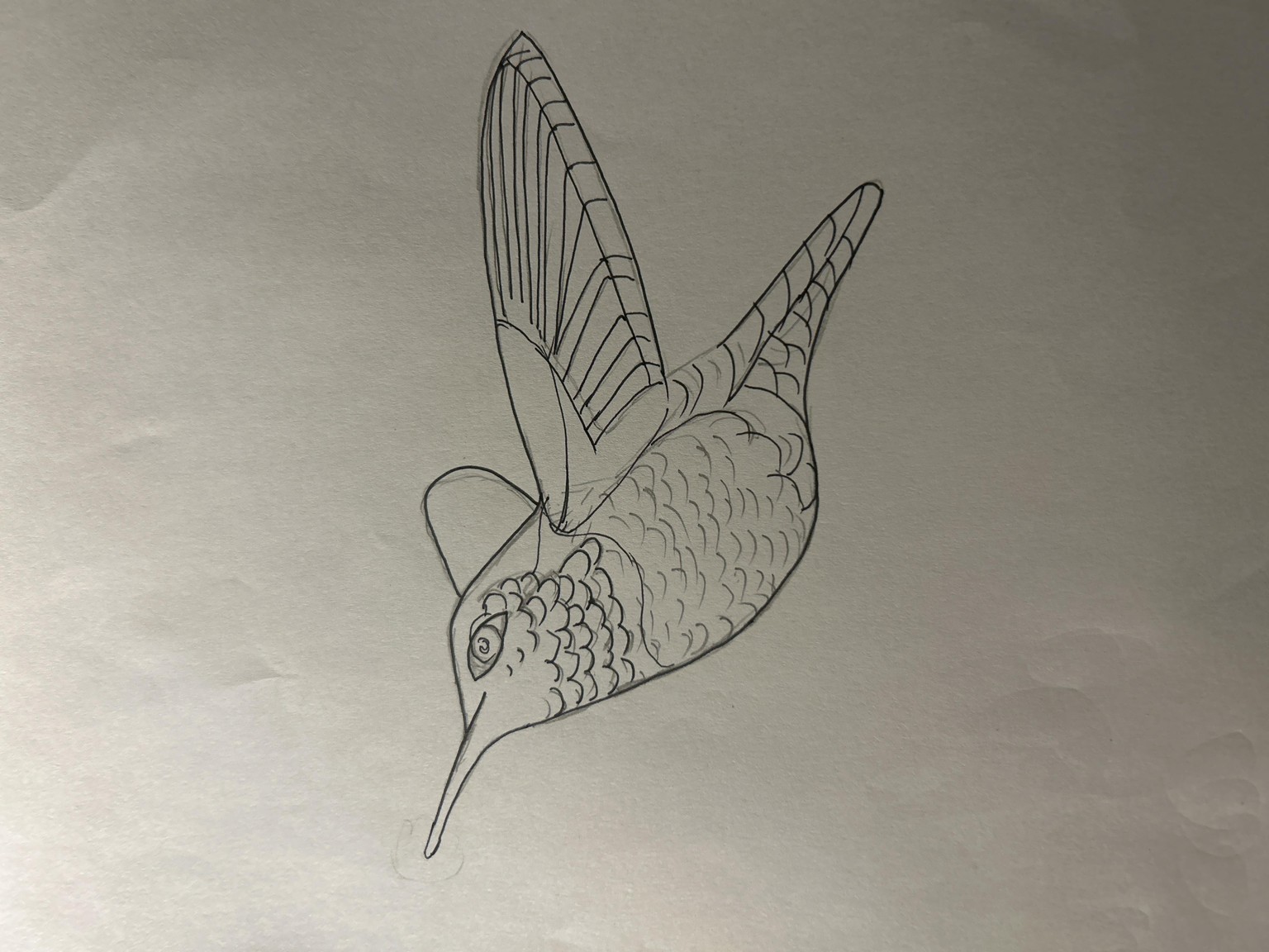 Pink Humming Bird - image 1 - student project