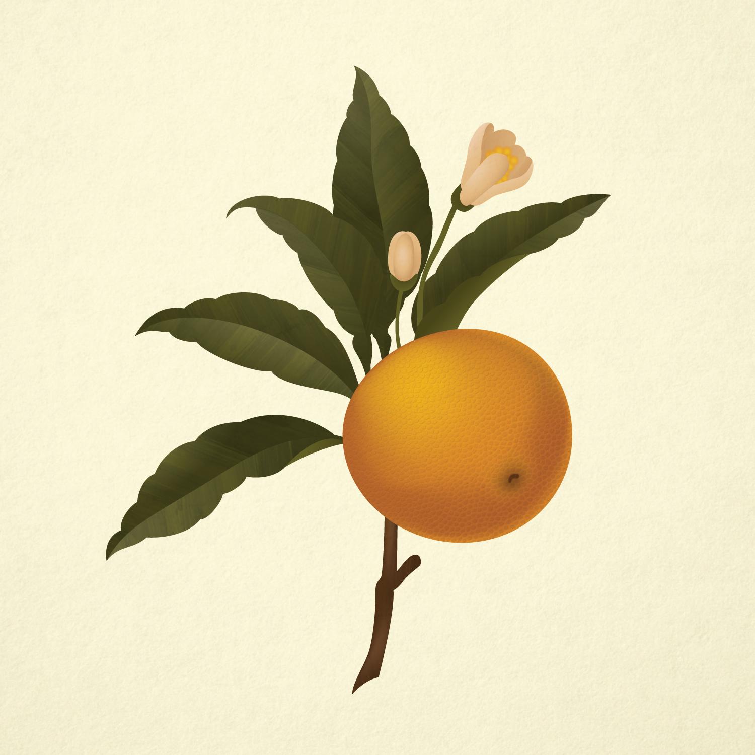 Botanical Orange Study - image 1 - student project