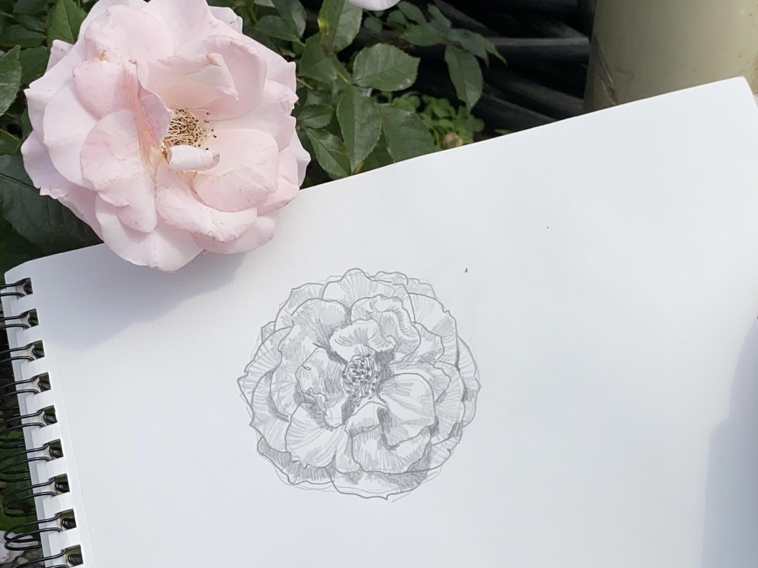 Draw a Rose From Life With This Simple Formula - image 2 - student project
