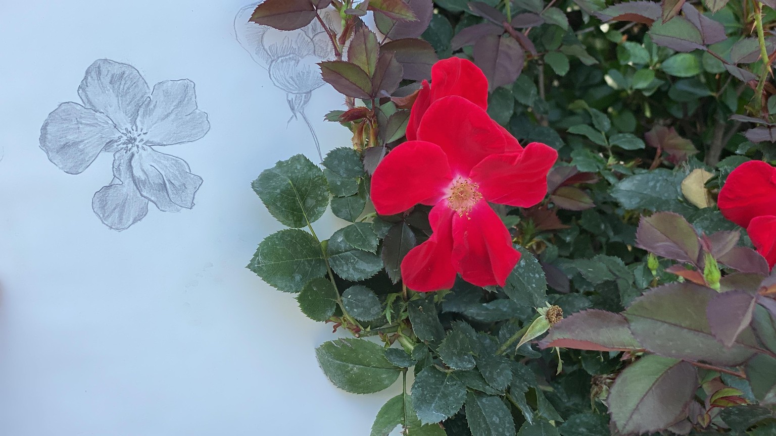 Draw a Rose From Life With This Simple Formula - image 1 - student project