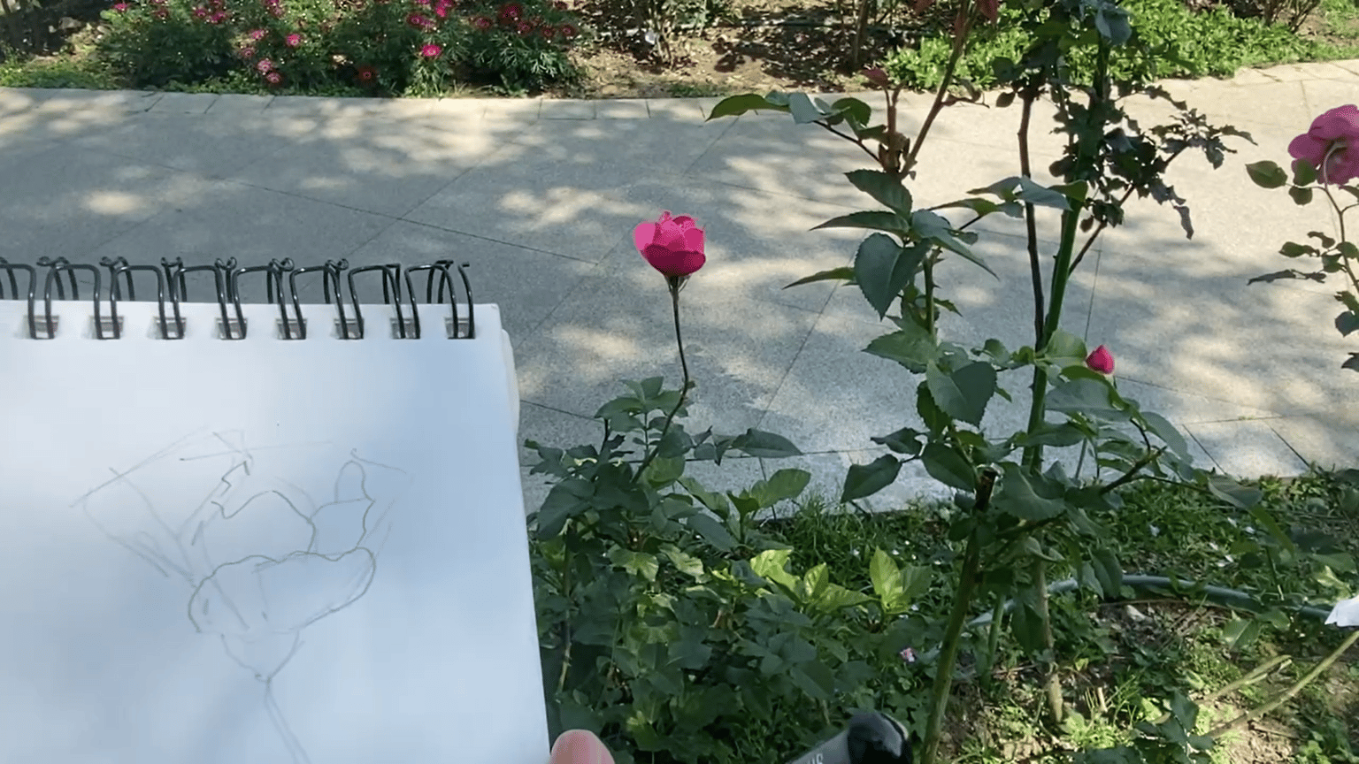 Draw a Rose From Life With This Simple Formula - image 3 - student project