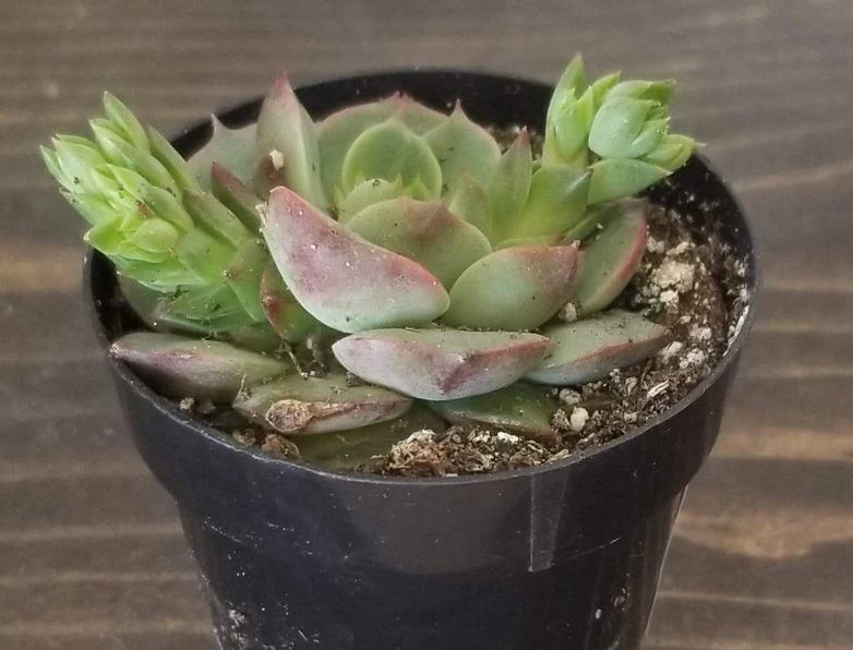Succulents - image 3 - student project