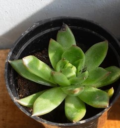 Succulents - image 2 - student project