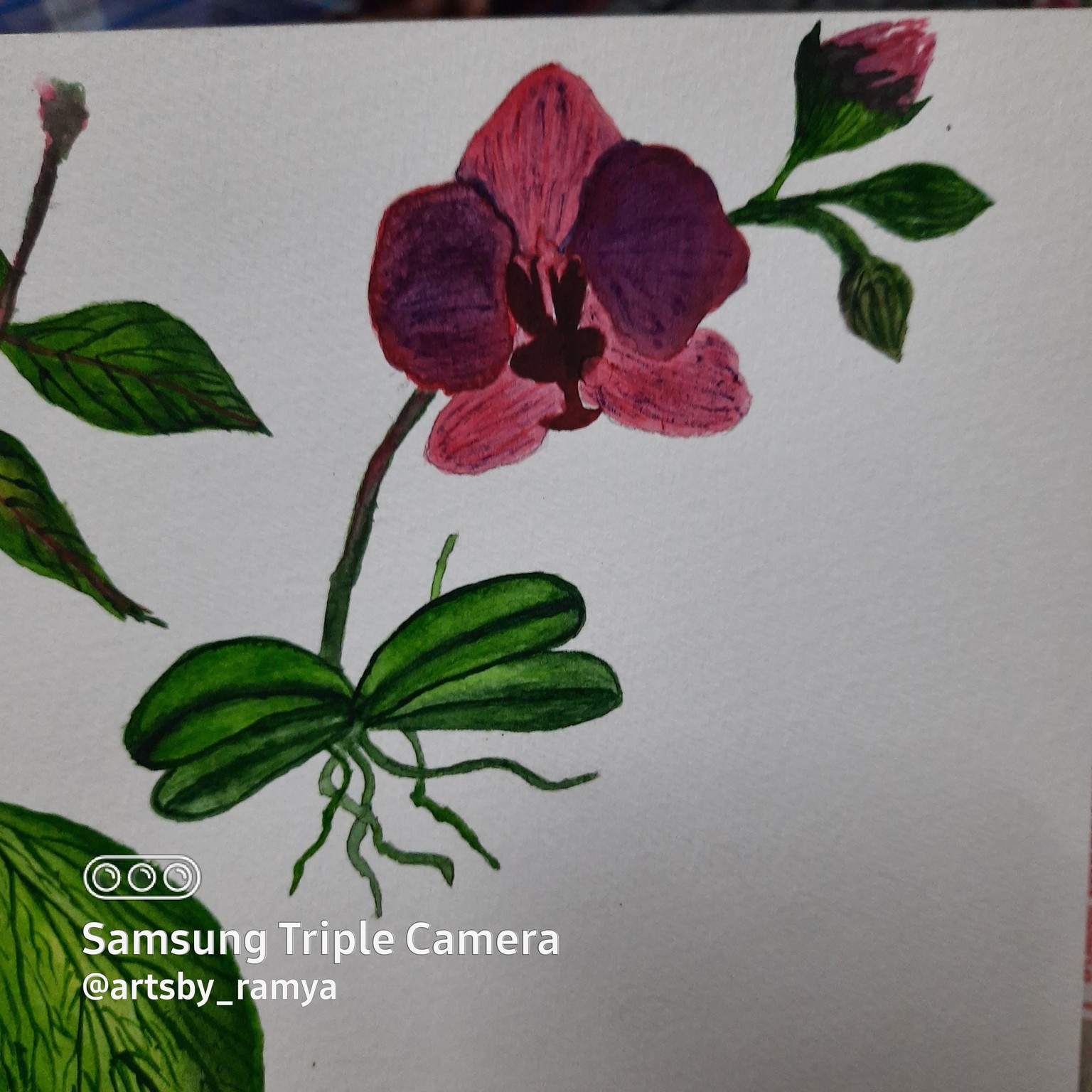 Watercolor Orchids - image 1 - student project