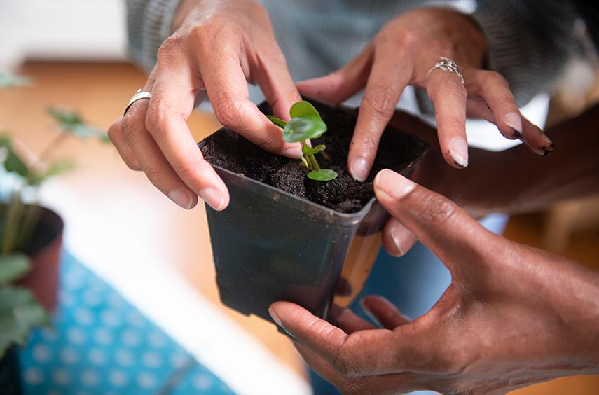 Propagating a pilea - image 2 - student project