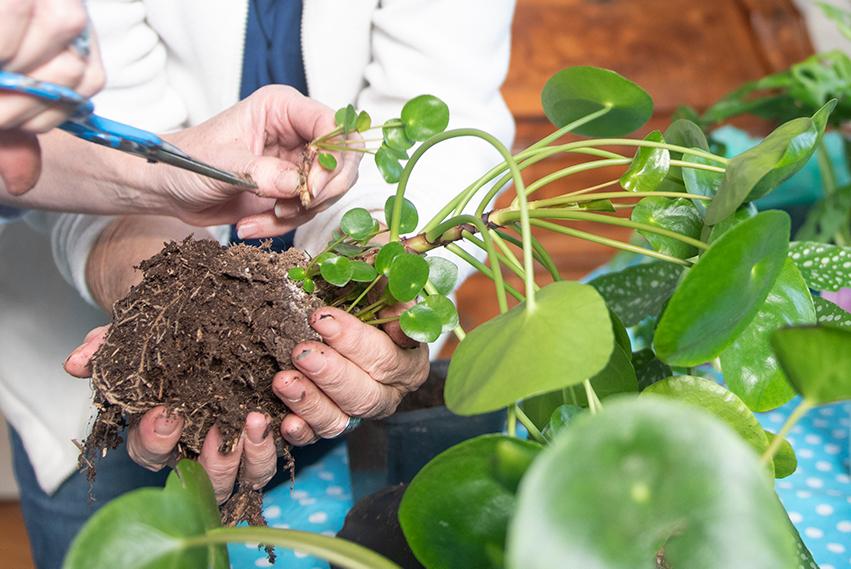 Propagating a pilea - image 1 - student project