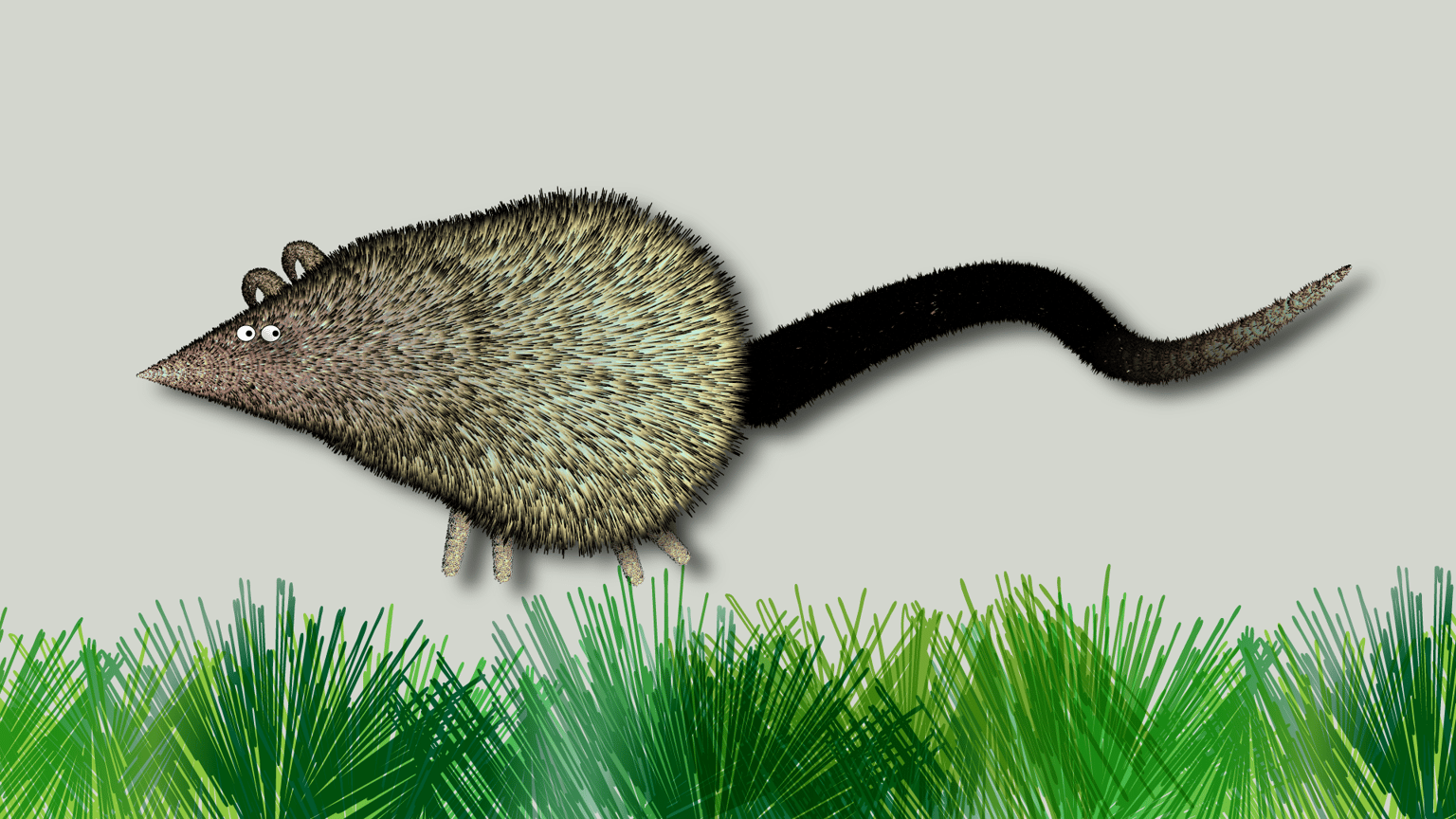 Furry Rat Friend in Illustrator - image 1 - student project