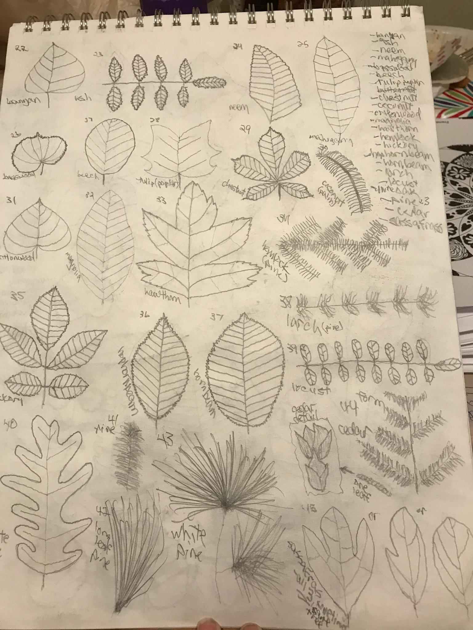 100 graphite leaves - image 2 - student project