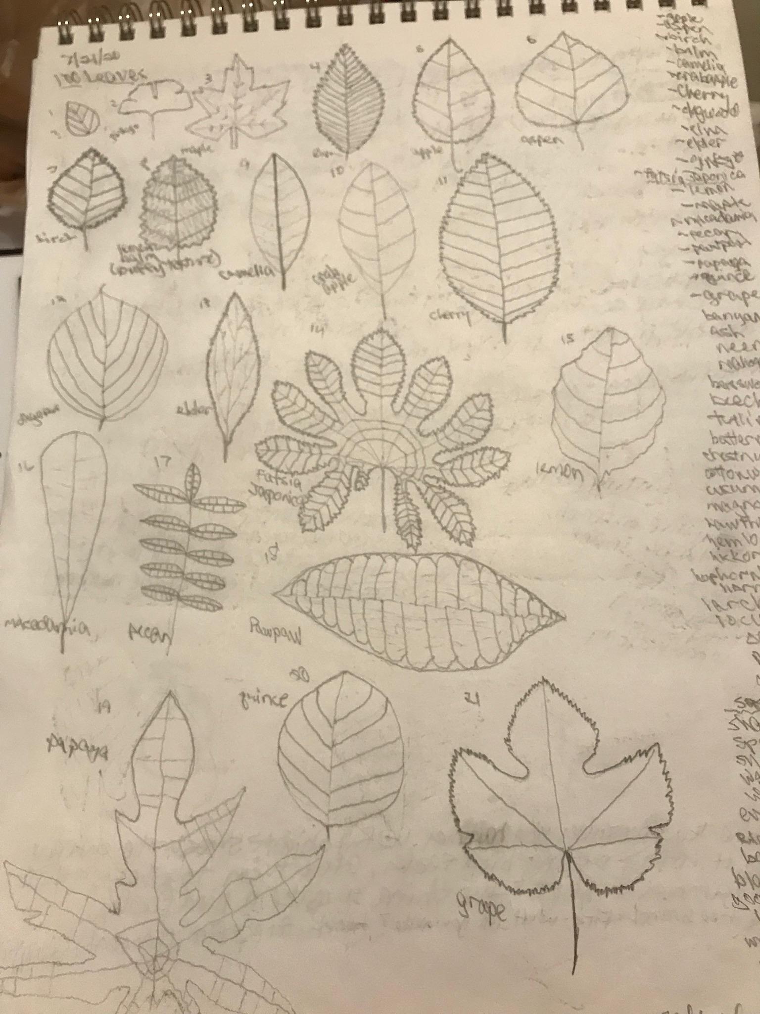 100 graphite leaves - image 1 - student project