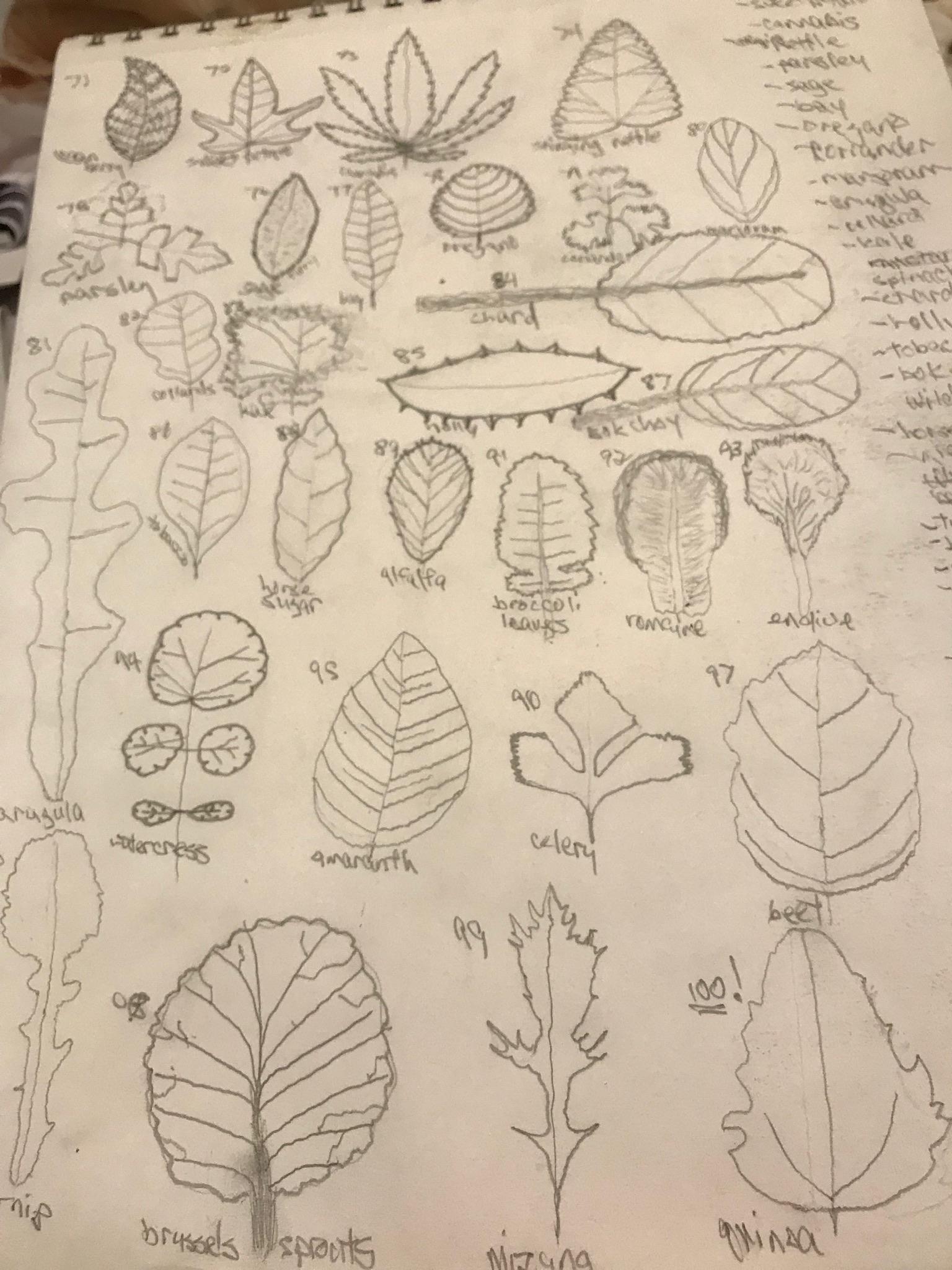 100 graphite leaves - image 4 - student project