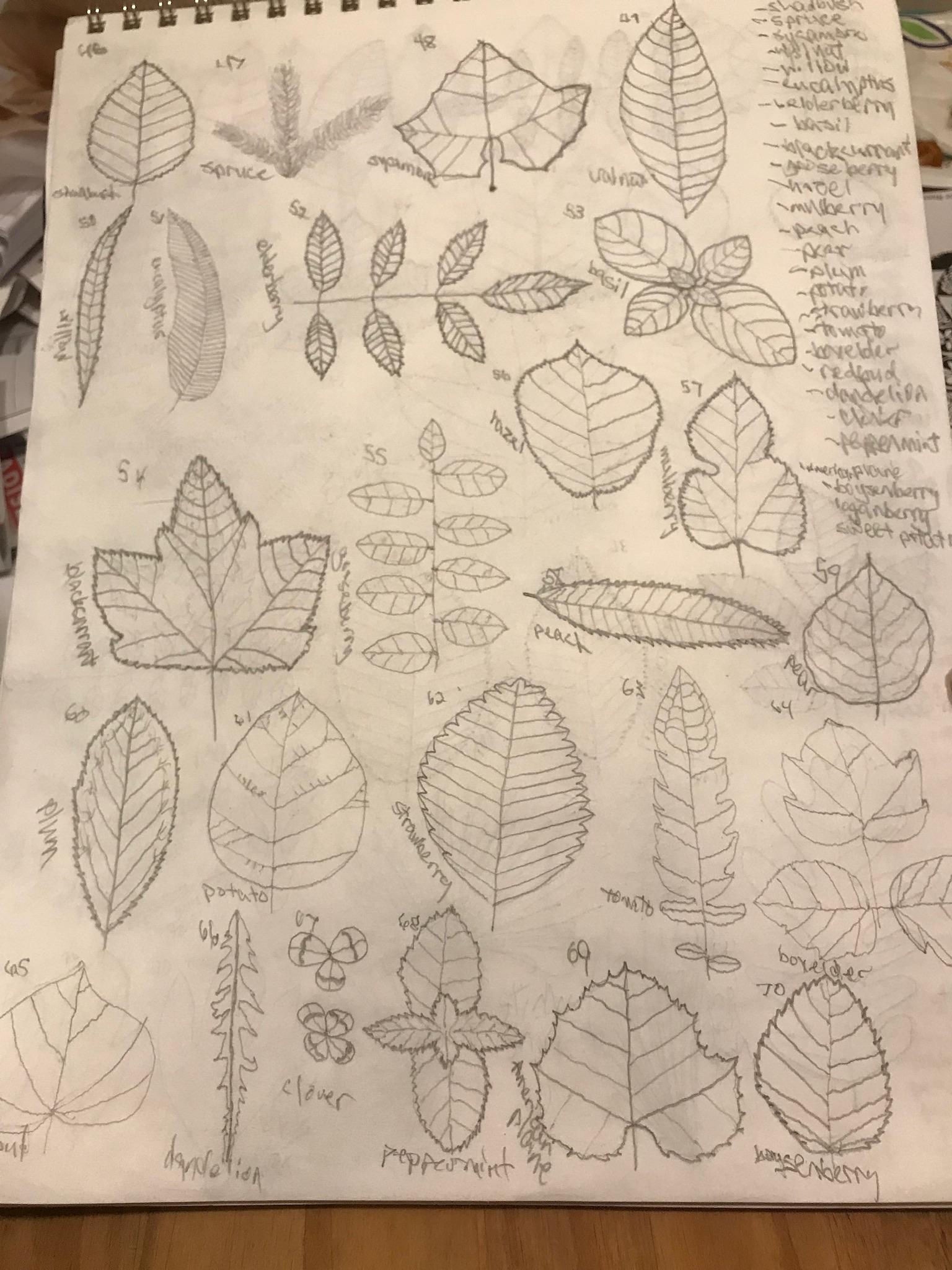 100 graphite leaves - image 3 - student project