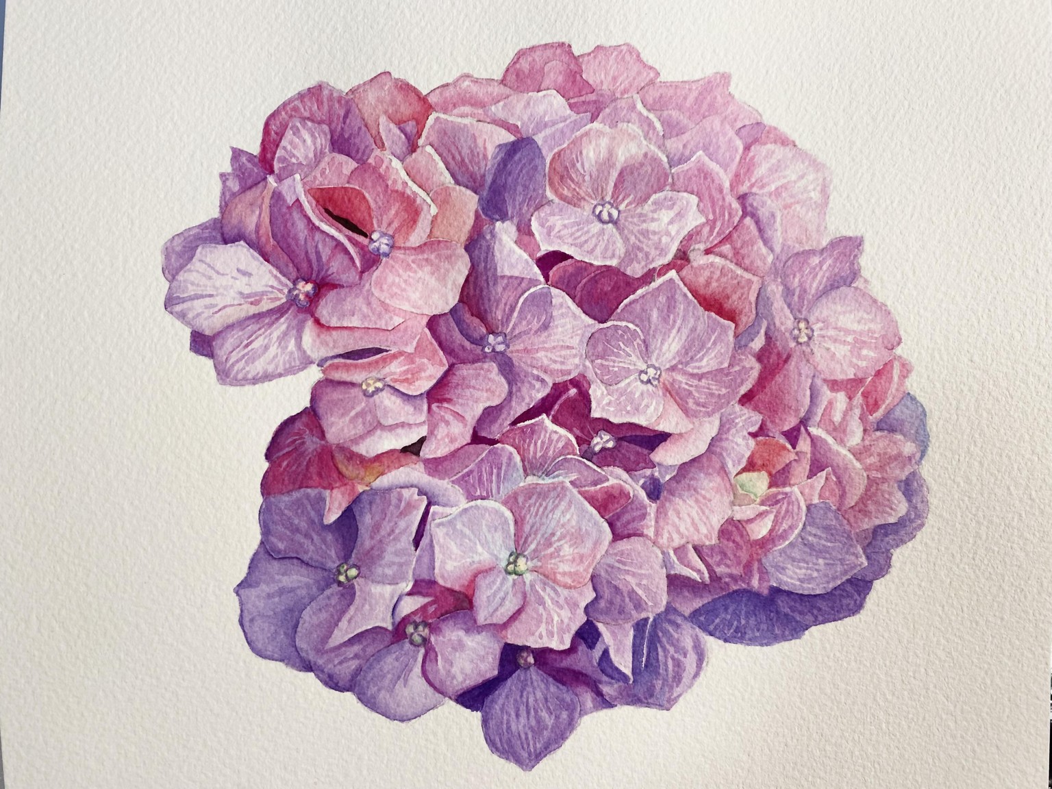 Watercolor Hydrangea - image 2 - student project