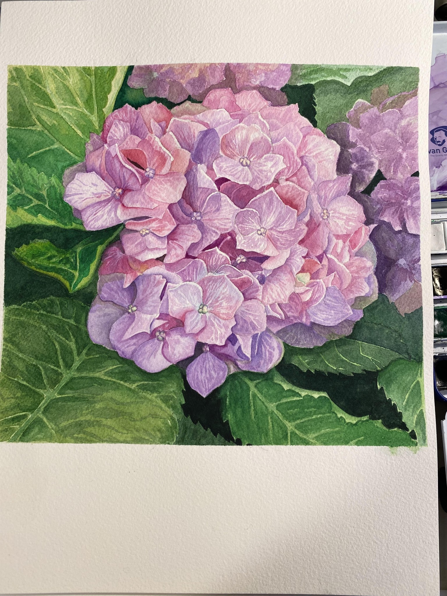Watercolor Hydrangea - image 1 - student project