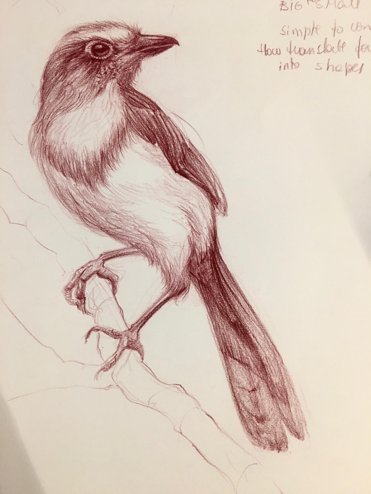 Babi's Scrub Jay1 - image 1 - student project