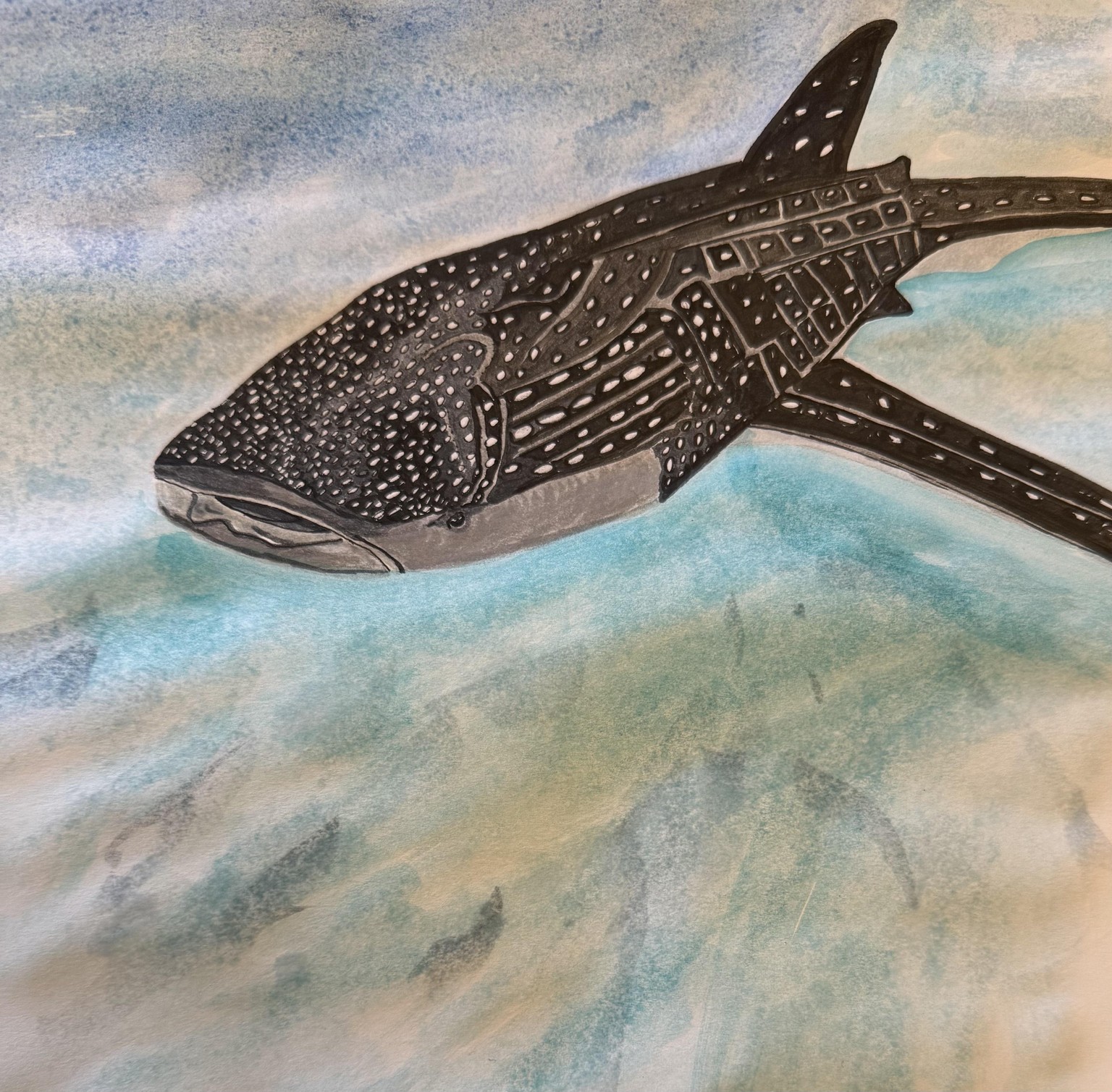 Whale Shark - image 1 - student project