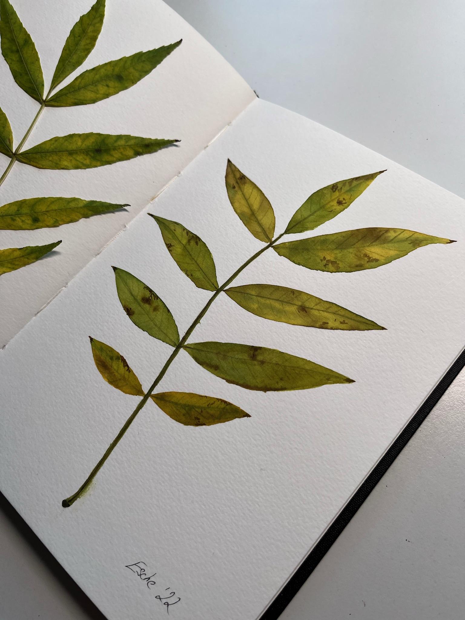 12 Days of Autumn - image 4 - student project