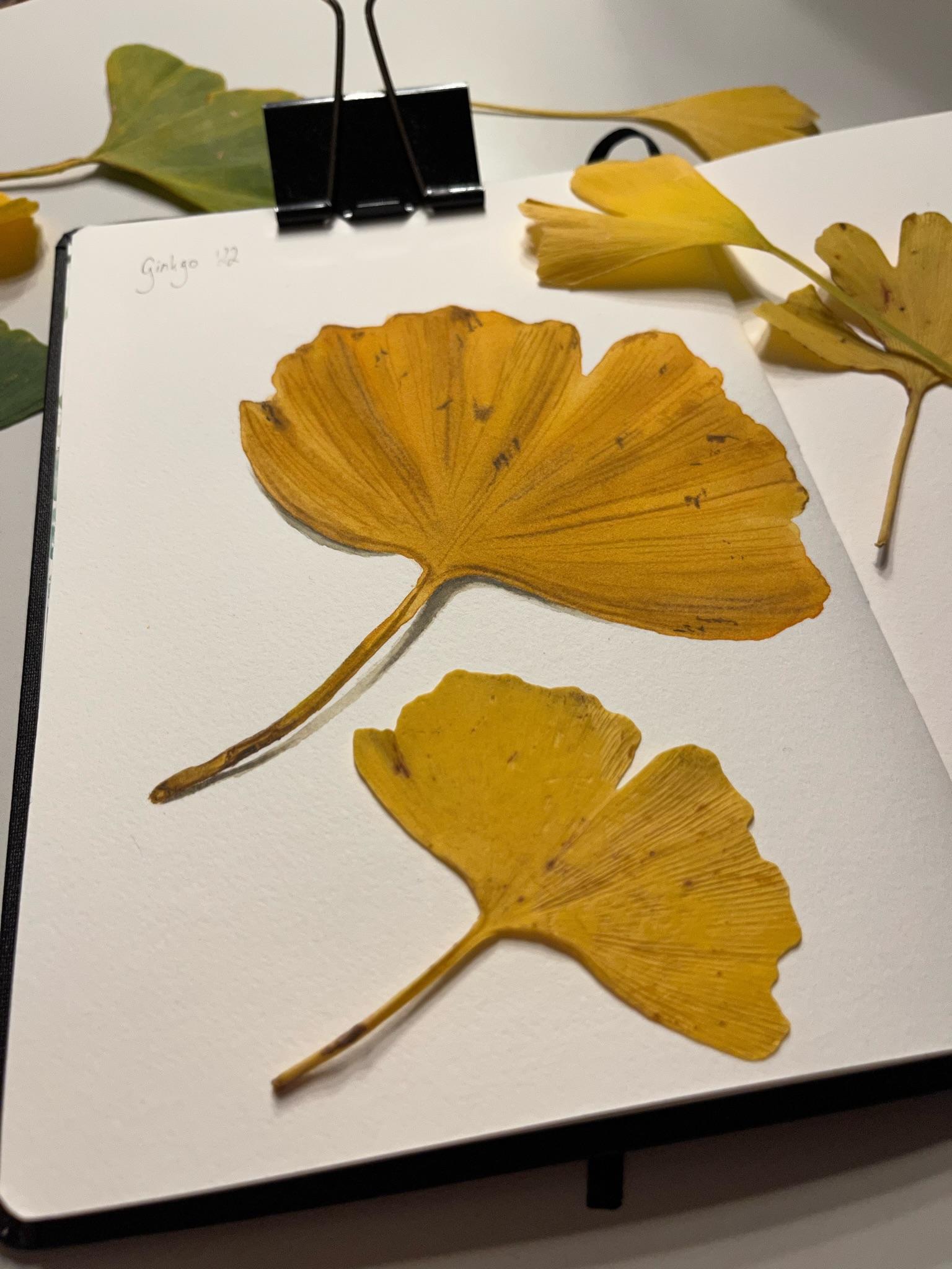 12 Days of Autumn - image 2 - student project