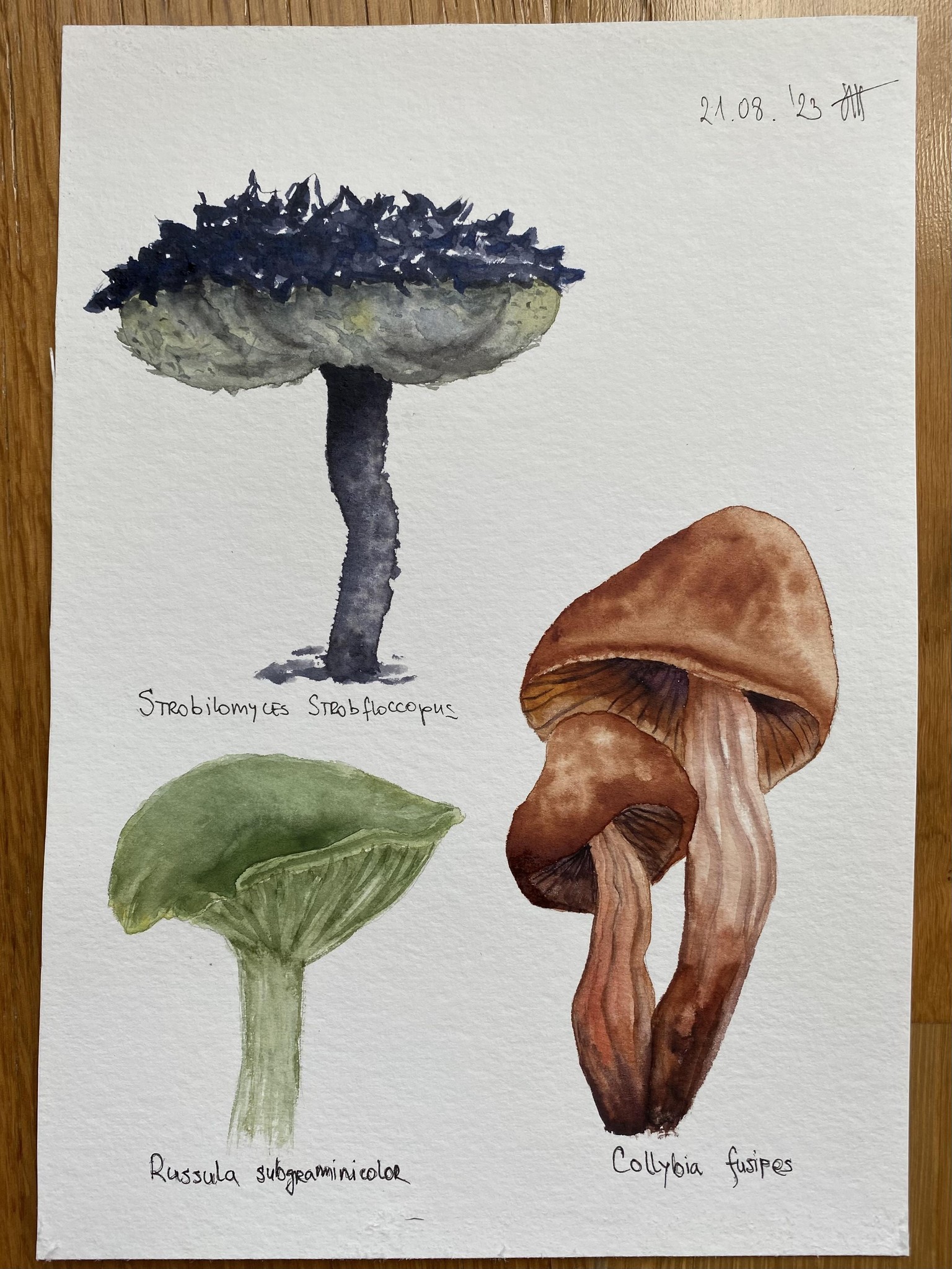 How To Draw Mushrooms - Basic Techniques For Sketching & Painting Mushrooms - image 1 - student project
