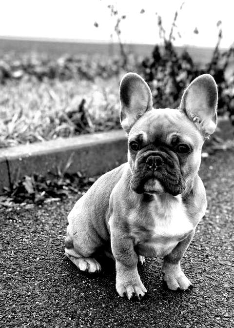 French Bulldog in fantasy colors - image 2 - student project