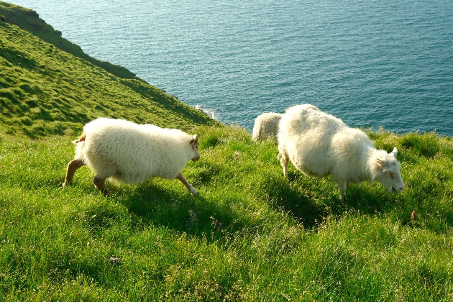 Icelandic Sheep- Fujifilm - image 2 - student project