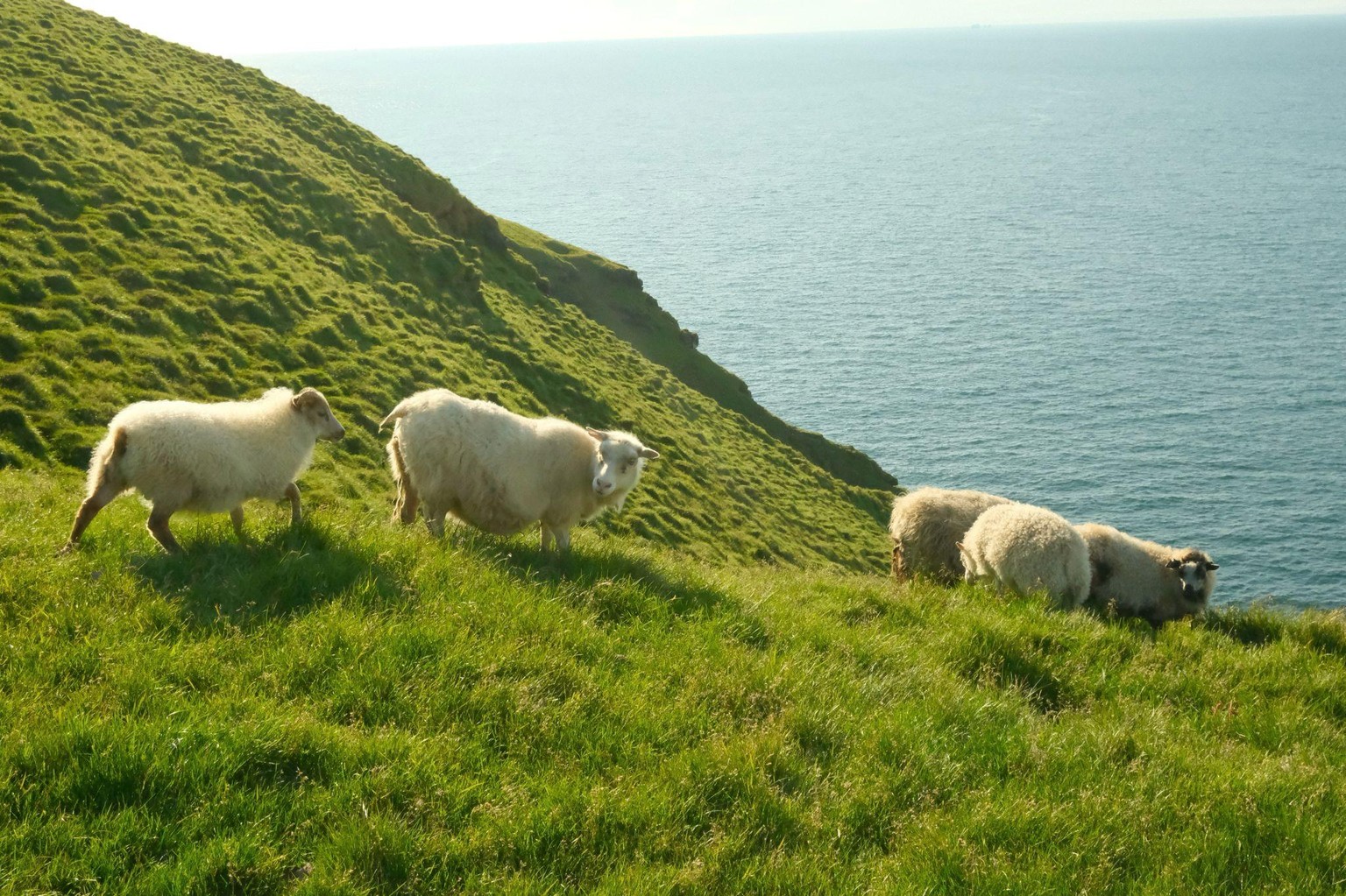 Icelandic Sheep- Fujifilm - image 1 - student project