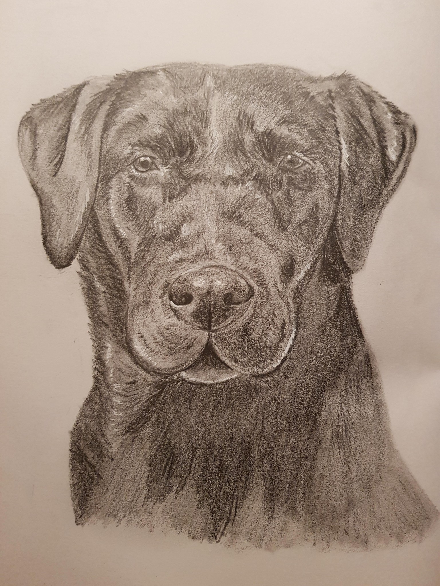 Labrador and Dachshund - image 2 - student project