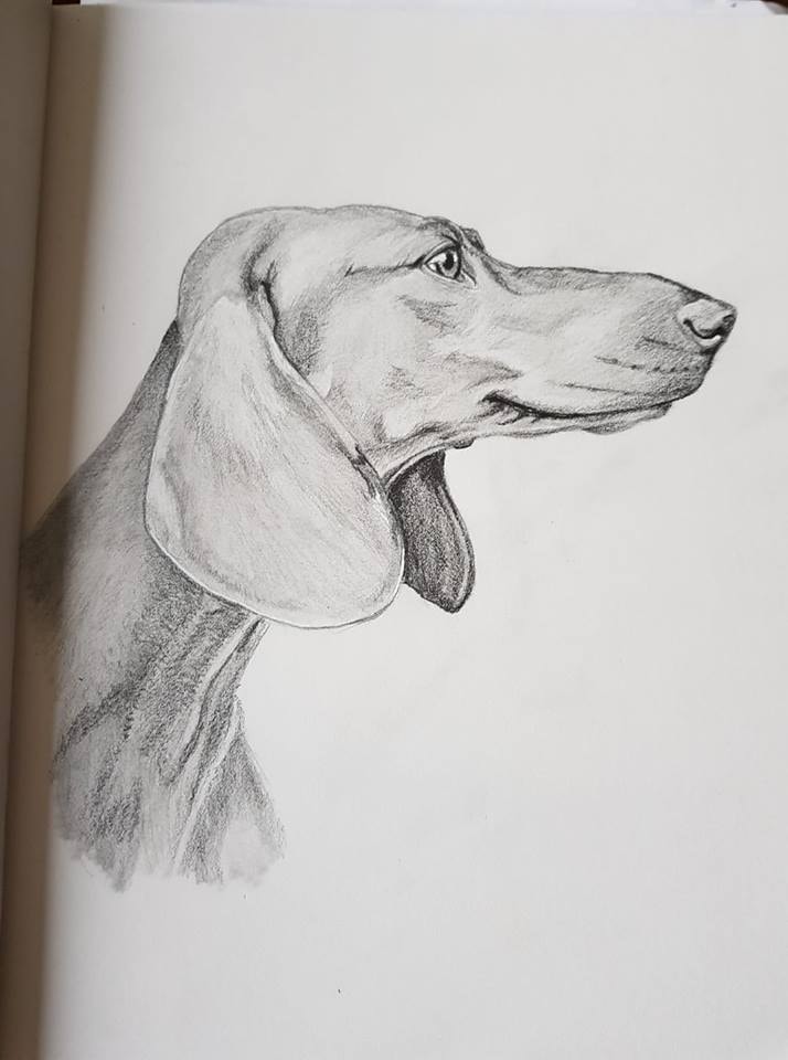 Labrador and Dachshund - image 1 - student project