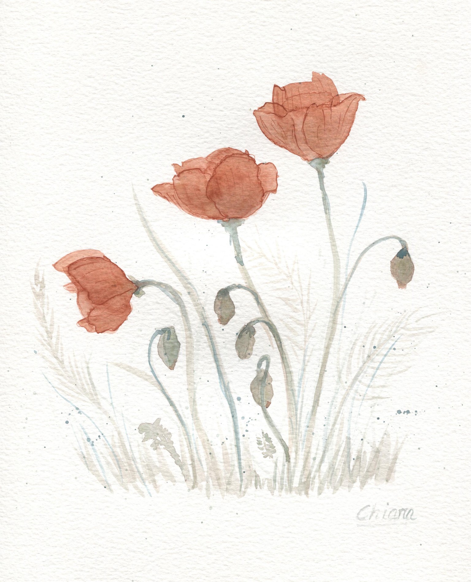 feather and poppies - image 1 - student project