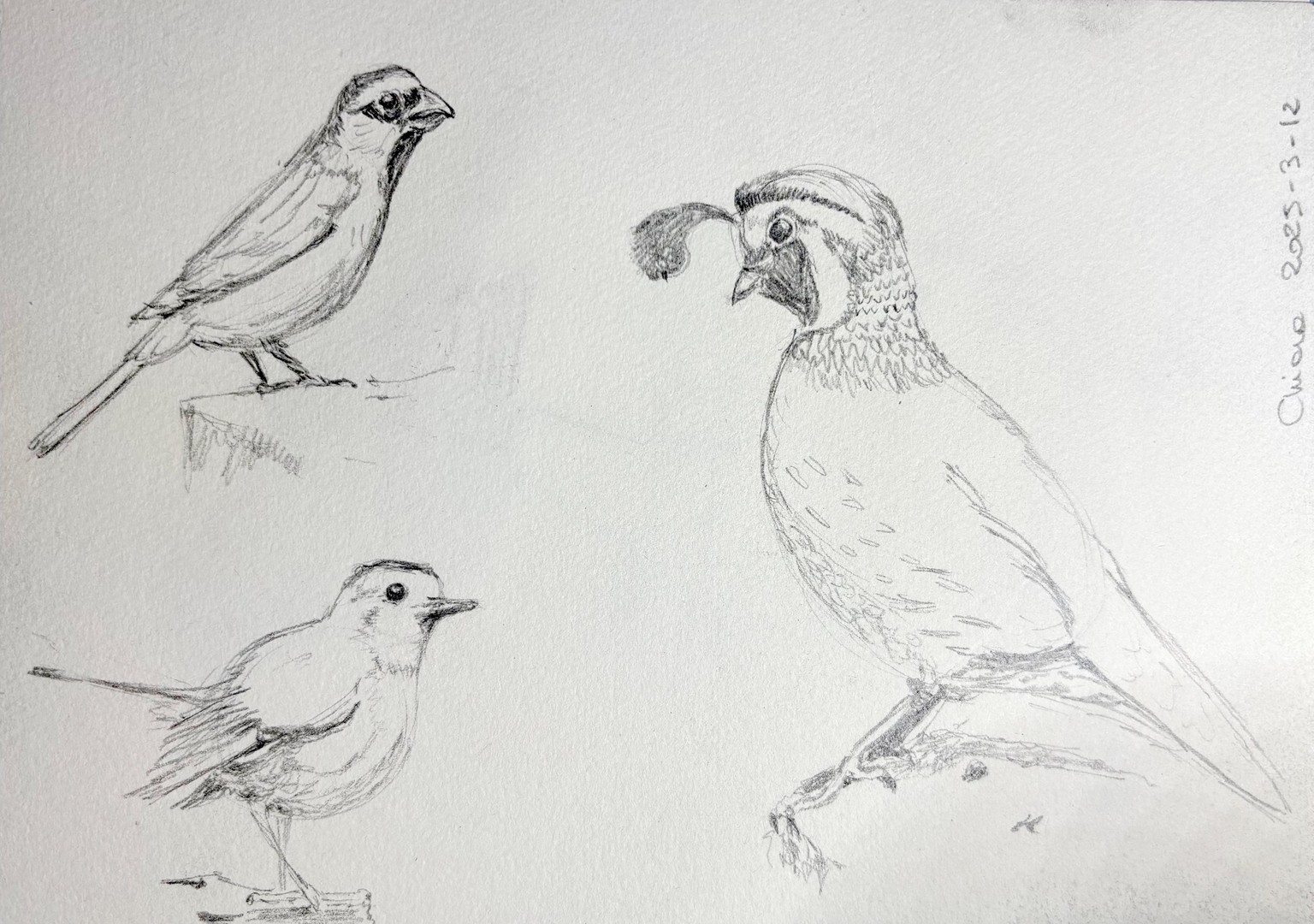 birds - image 1 - student project
