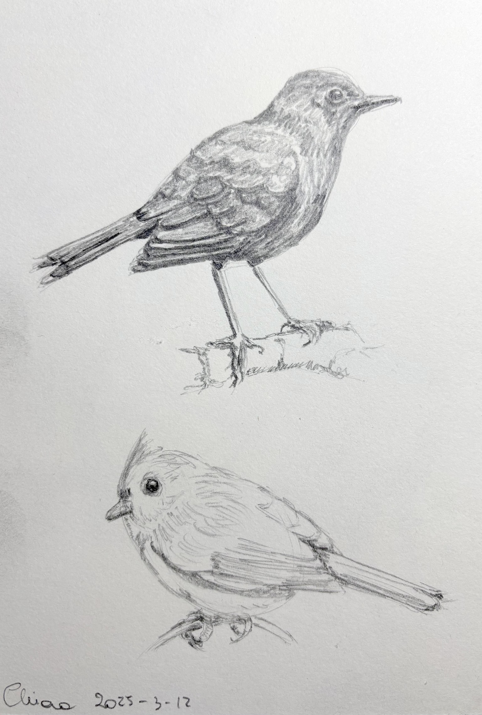 birds - image 2 - student project