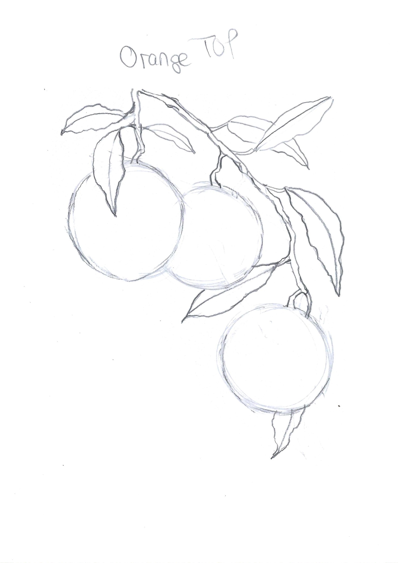 7 Fruit Composition - image 5 - student project