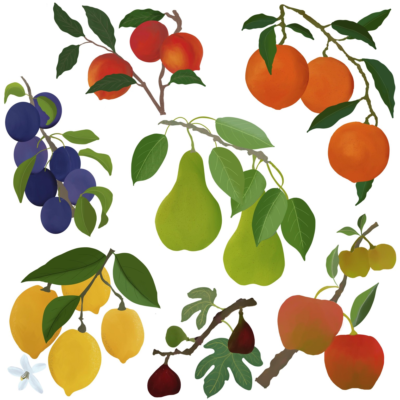7 Fruit Composition - image 2 - student project