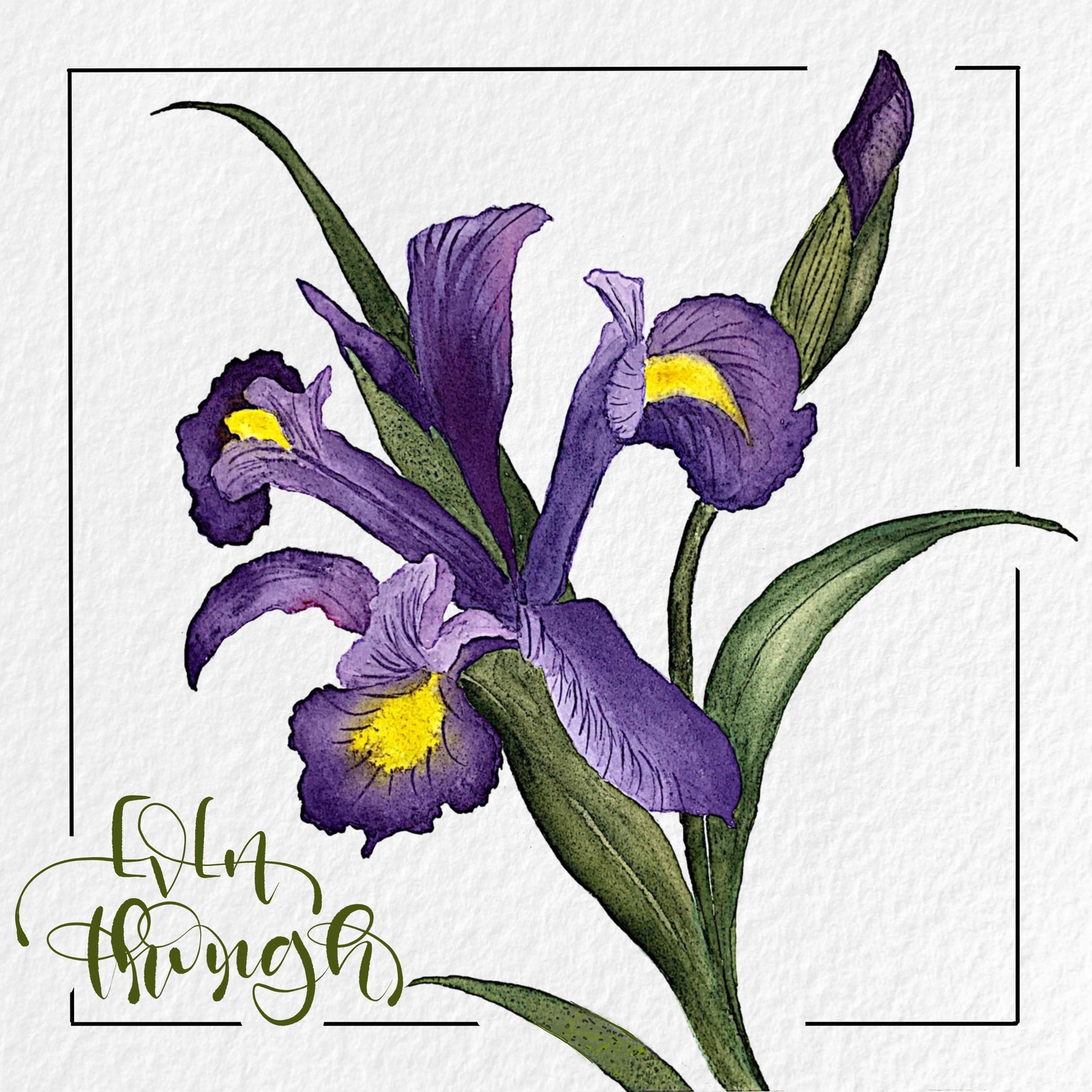 Watercolor iris - image 1 - student project