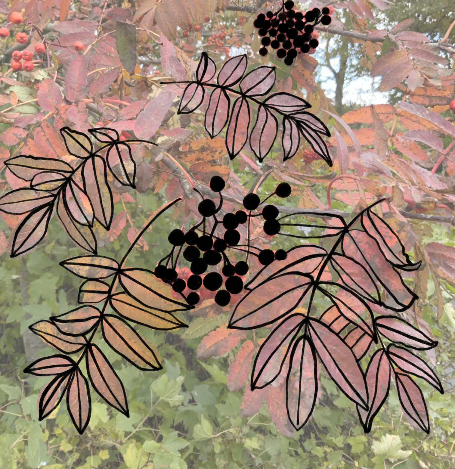 The rowan,the salvation of Thor - image 3 - student project