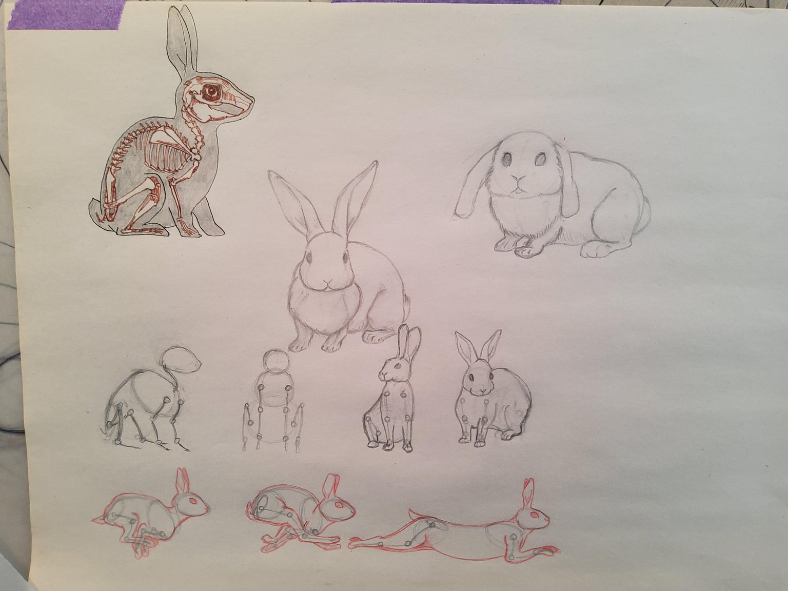 How To Draw Animals - image 2 - student project