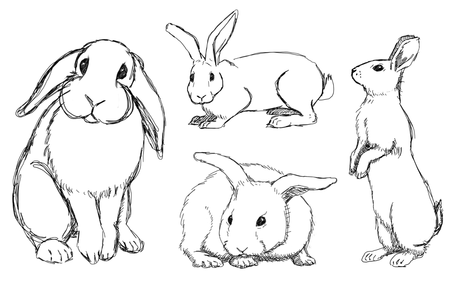 How To Draw Animals - image 1 - student project