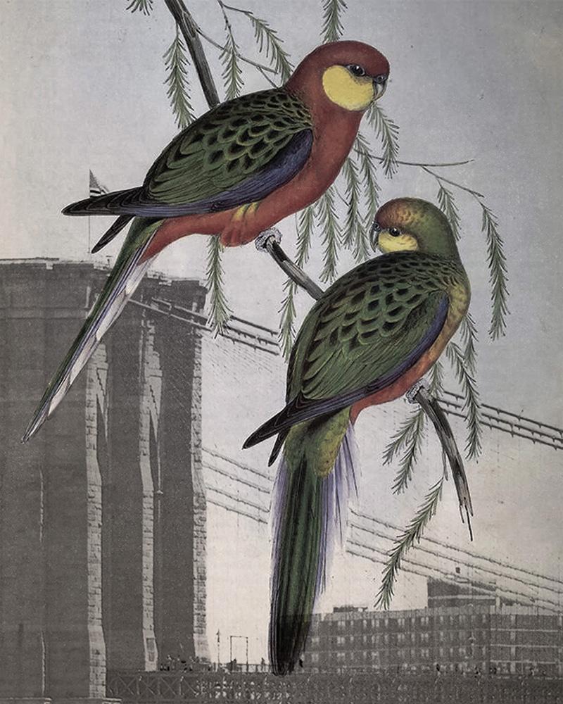 Love Birds in Brooklyn - image 1 - student project