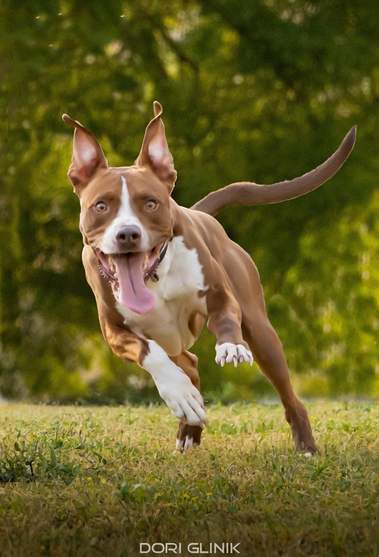 Dog Portrait - image 1 - student project