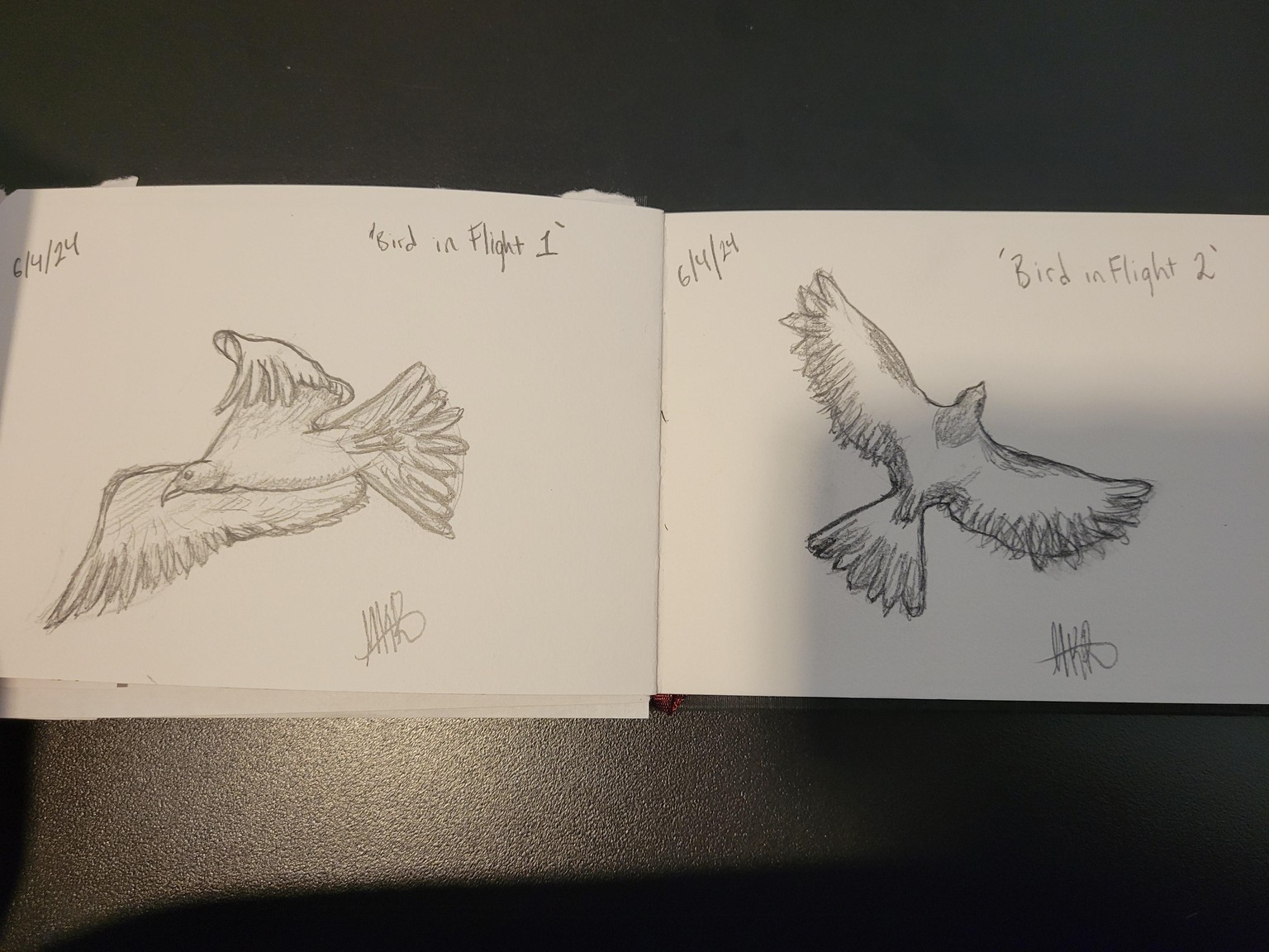 Bird Sketches! - image 4 - student project