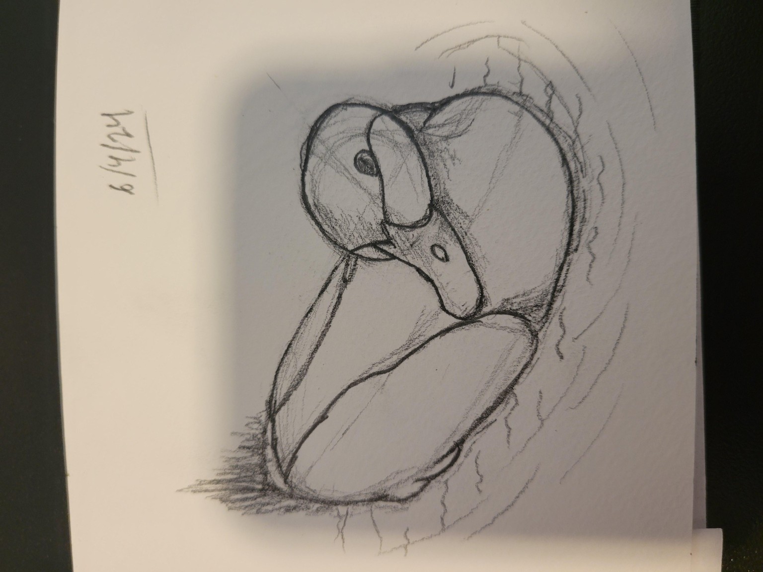 Bird Sketches! - image 2 - student project
