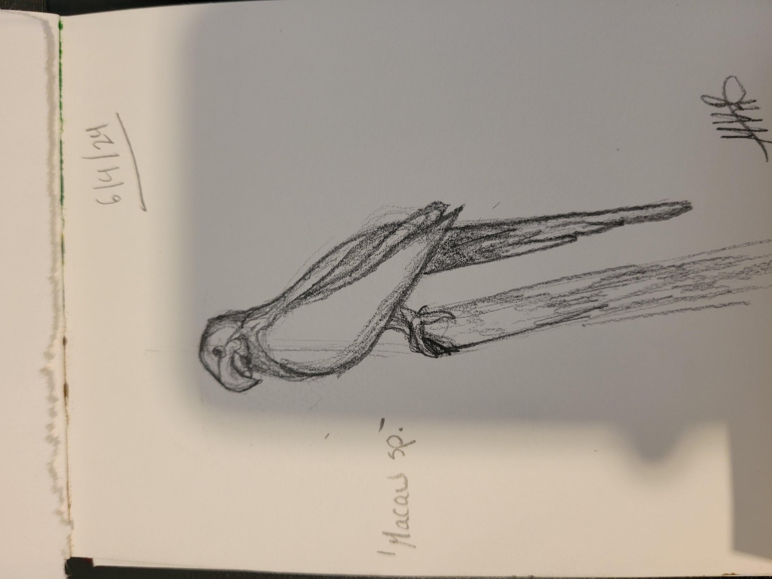 Bird Sketches! - image 3 - student project