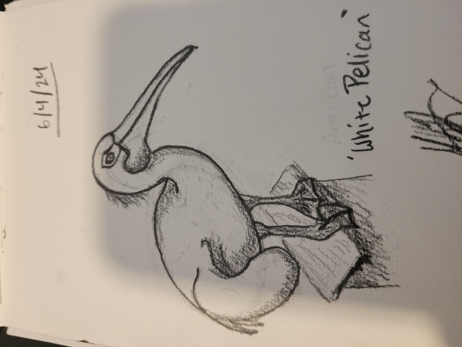 Bird Sketches! - image 1 - student project
