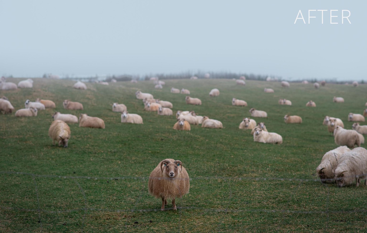 Iceland Sheep Before/After - image 3 - student project
