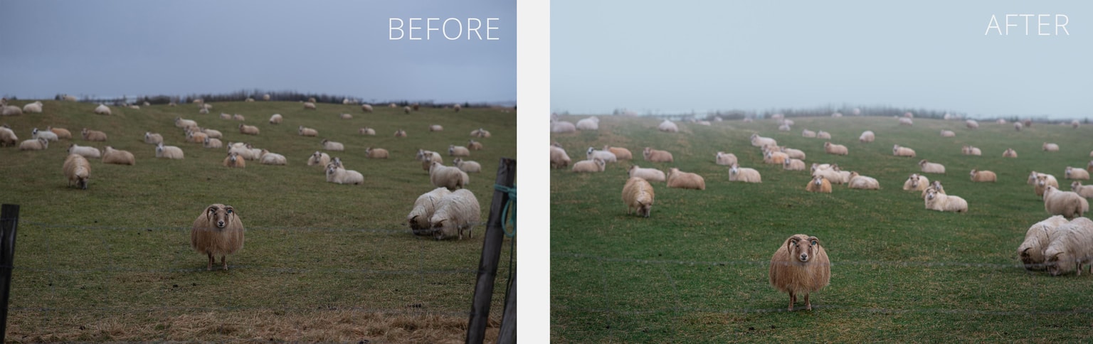 Iceland Sheep Before/After - image 1 - student project