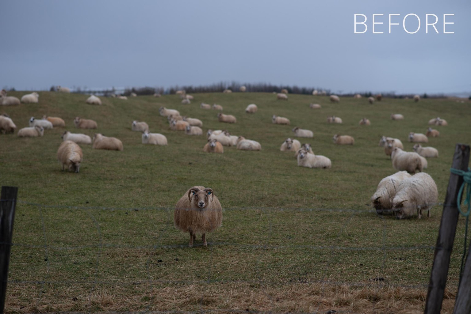 Iceland Sheep Before/After - image 2 - student project